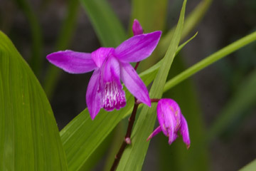 Billbergia striata