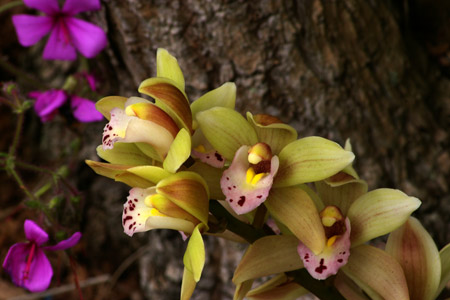 Cymbidium hybrid growing in the open in Torbay