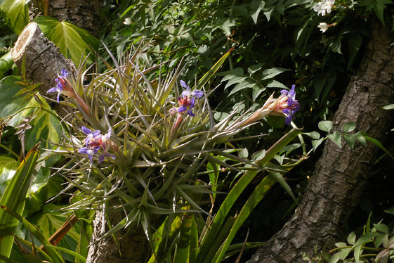 Tillansia bergeri