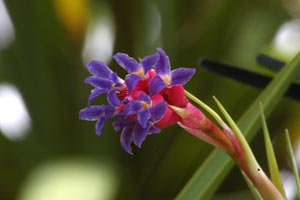 Tillandsia aeranthus flower