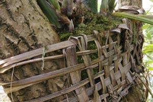 Bromeliad basket 3