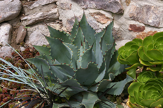 Agave potatorum with Aeonium undulatum