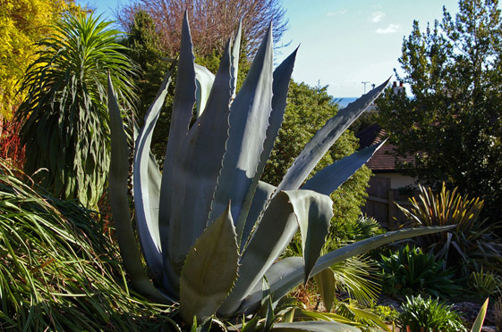 Agave americana