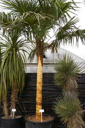 Trachycarpus fortunei  (Chusan Palm, Chinese Windmill Palm) with stripped trunk