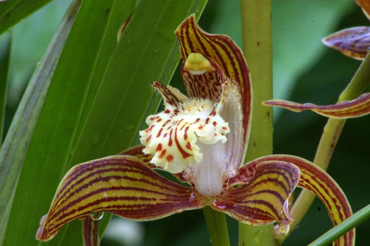 Cymbidium tracyanum flower