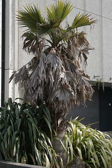 Washingtonia filifera (Cotton Palm), Torquay, U.K.