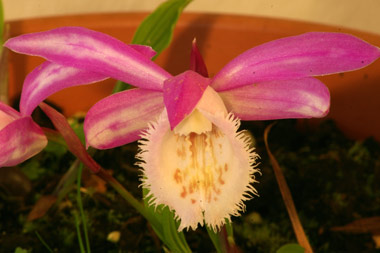 Pleione formosana 'Oriental Splendour'