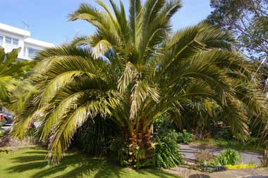 Phoenix canariensis (Canary Island Date Palm) at Southern Comfort, Torquay, Devon.