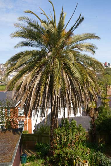 Phoenix canariensis (anary Island Date Palm)  in a private garden  in Chelston, Torquay, Devon,  UK