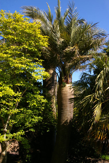 Jubaea chilensis (Chilean Wine Palm)  in Hesketh Road, Torquay, U.K.