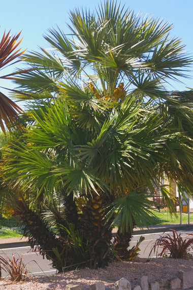Chamaerops humilis EEuropean Fan Palm) in the central reservation of Cary Parade, Torquay