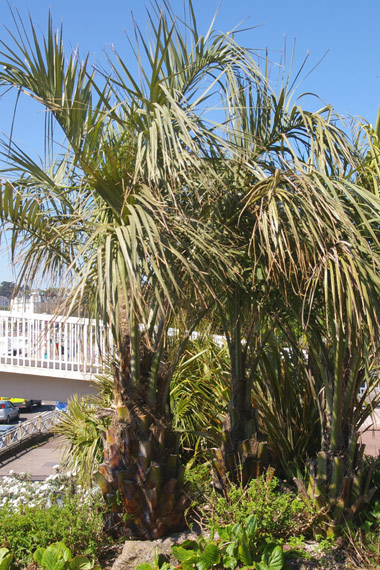 Butia capitata (Jelly Palm) by the sea front in Torquay, U.K.