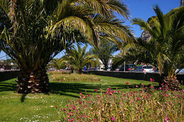 Phoenix canariensis - sea front, Torquay