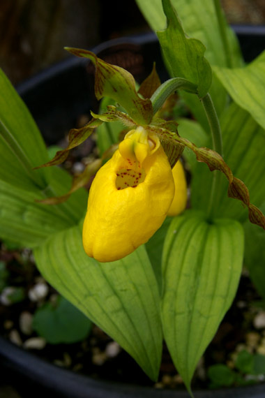 Cymbidium 'Pueblo'