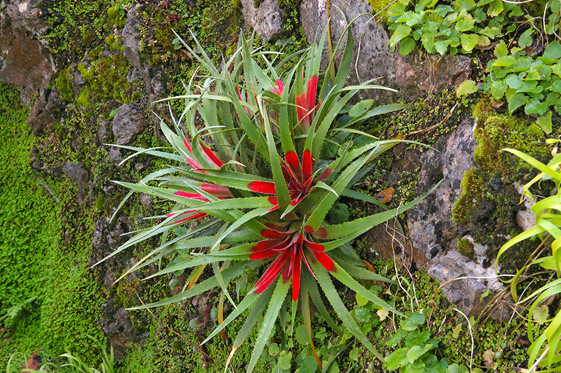 Fascicularia bicolor bicolor