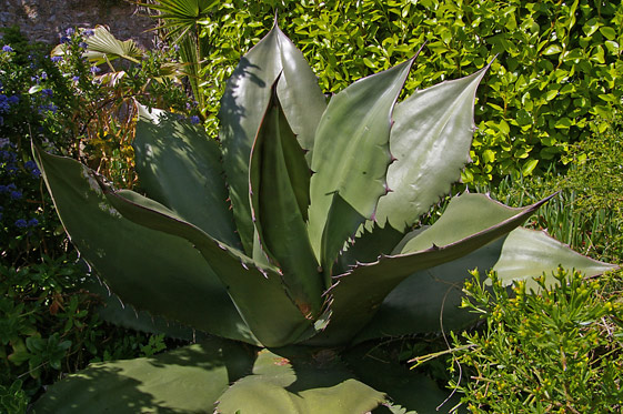 Agave ferox