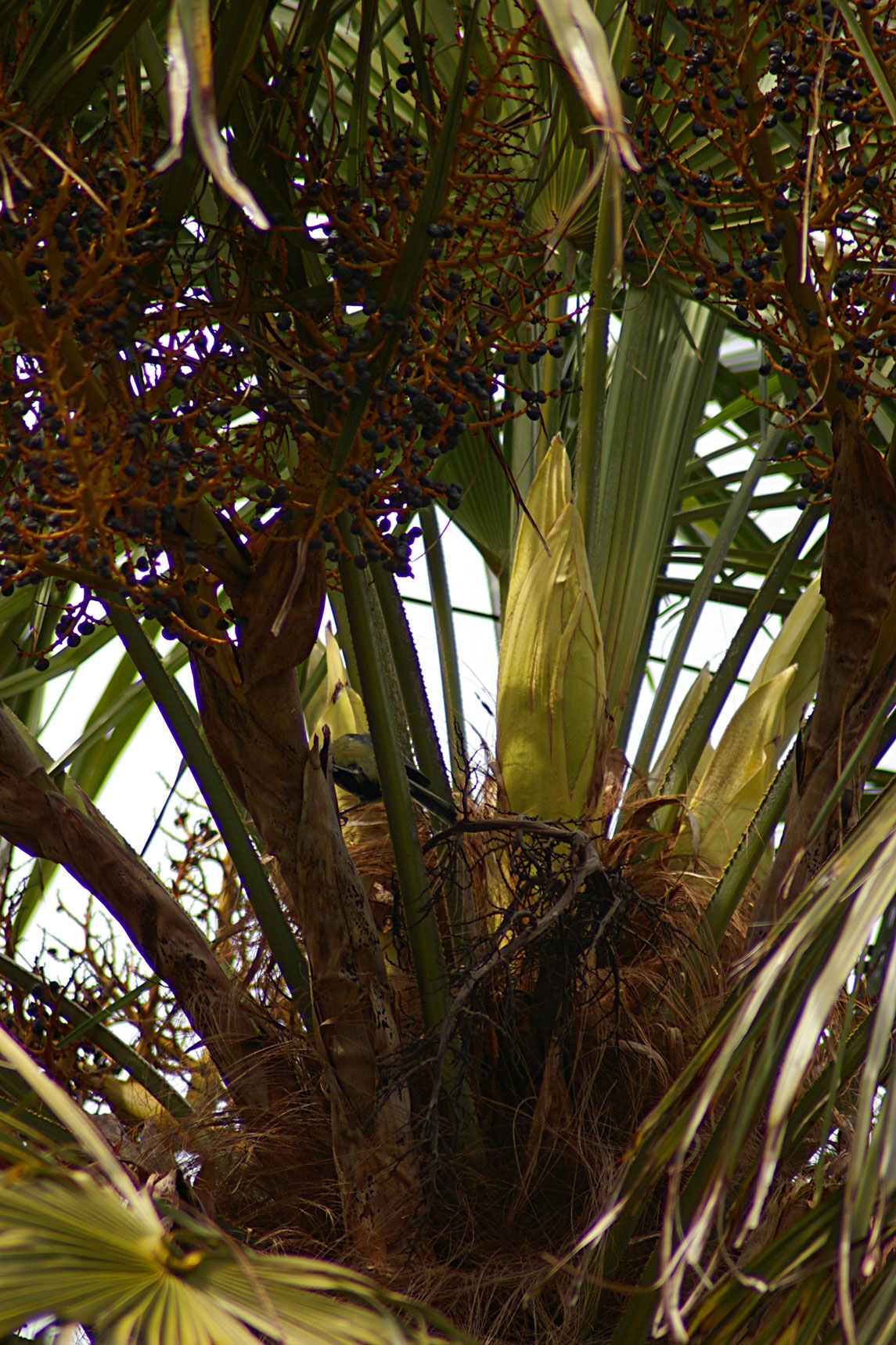 Trachycarpus fortunei (Chusan Palm, Chinese Windmill Palm) flower buds