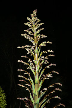 Furcraea longaeva flower stem