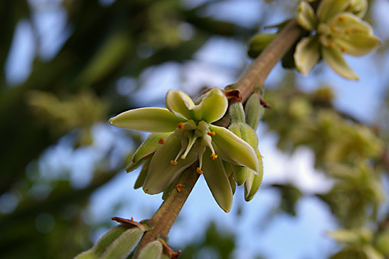 Furcraea flower