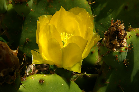 Opuntia (stricta?) - flower