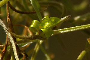 Tillandsia usenoides