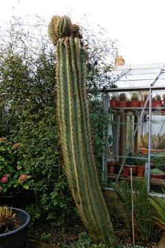 Echinopsis terscheckii in Devon