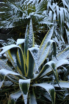 Agave salmiana angustifolia 'Variegata' on Devon, UK