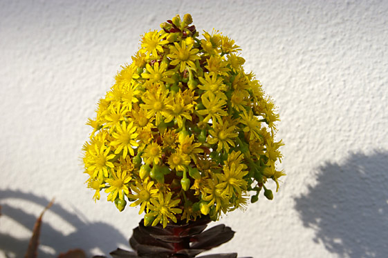 Aeonium arboreum 'Zwartkop' (syn. Schwartzkopf') - flower