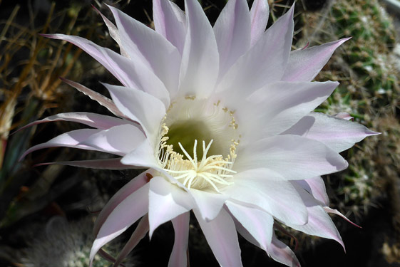 Echinopsis oxygona - flower