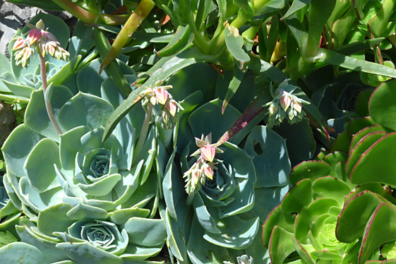 Echeveria peacockii