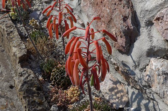 Aloe aristata