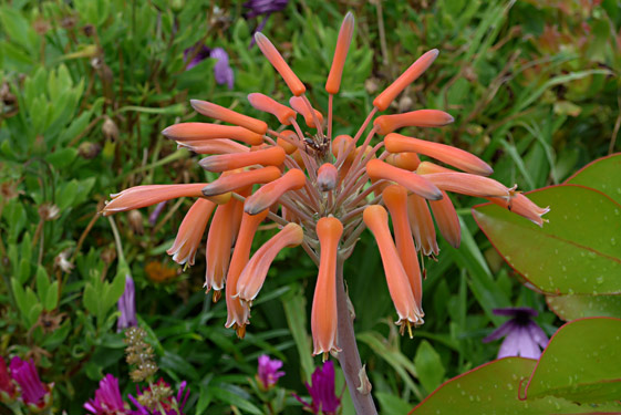 Aloe maculata