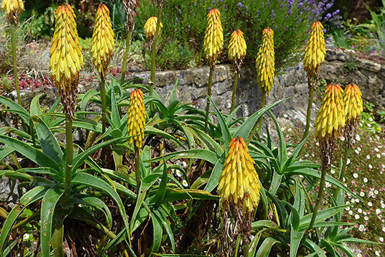 Aloe striatula