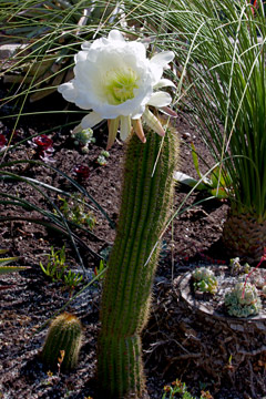 Echinopsis spachiana in bloom