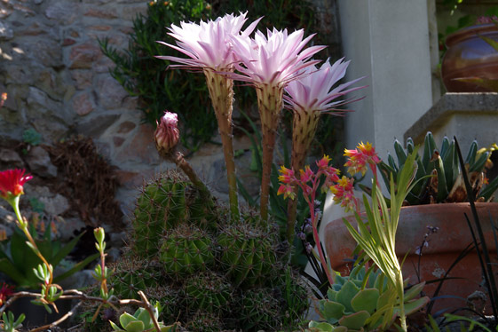 Echinopsis oxygona