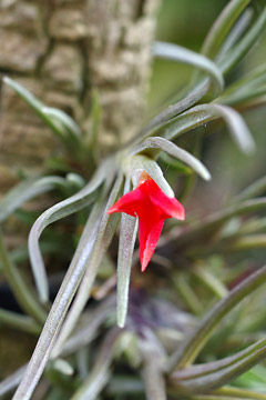 Tillandsia albertiana