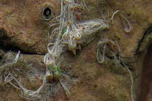 Tillandsia bergeri - germination after a few months