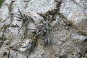 Tillandsia bergeri - two winters after 'sowing'