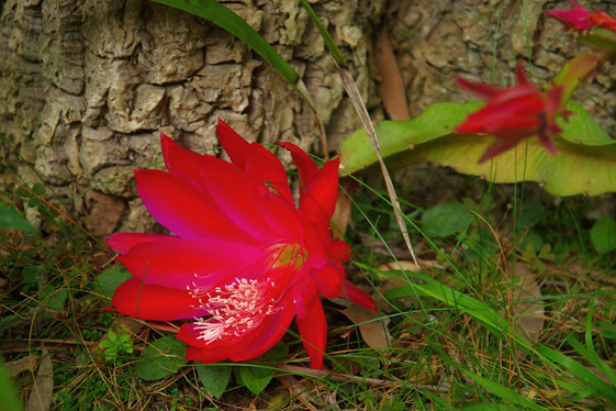 Red Epiphyllum