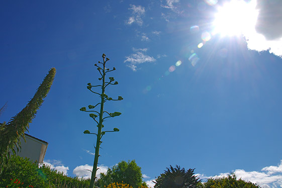 Agave americana flower stem.