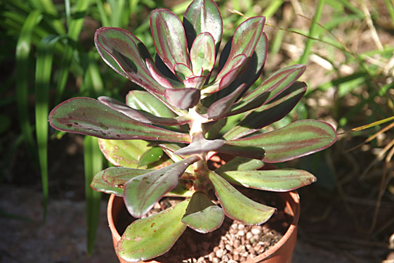 Echeveria nodulosa 'Painted Lady'