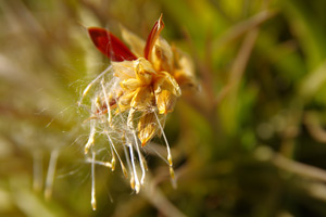 Tillansia seed