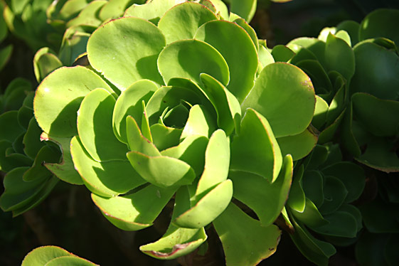 Aeonium undulatum