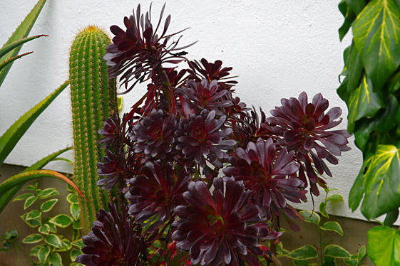 Aeonium arboreum 'Zwartkop' (syn. Schwartzkopf')