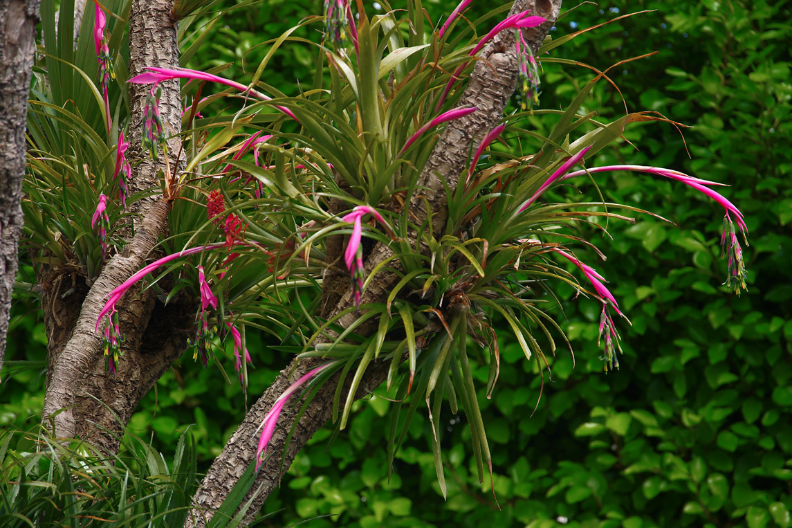 Billbergia nutans - epiphyte in cordyline