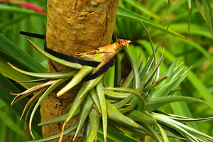 How to attach a tillansia to a cordyline trunk