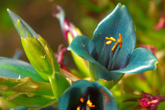 Puya berteroana - flower close-up