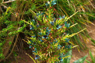 Puya berteroana