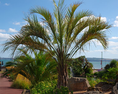 Palms in Abbey Park, Torquay