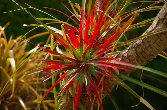 Fascicularia bicolor caniculata